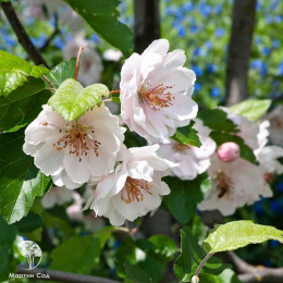 Яблоня Шарлотта