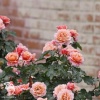 Роза флорибунда Мари Кюри фото 3 