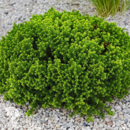 Хебе Эмеральд Грин