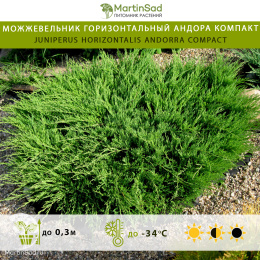 Можжевельник горизонтальный Андора Компакт