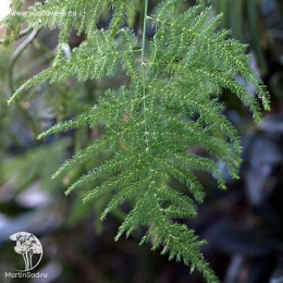 Аспарагус перистый