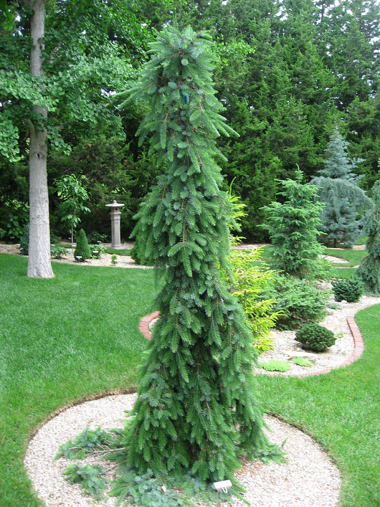 Ель пендула картинки