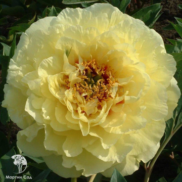 Фото Пион древовидный Йеллоу Краун