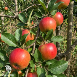 Яблоня домашняя Ражевски
