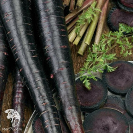 Морковь Негритянка F1