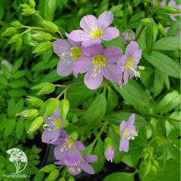 Синюха ползучая Пинк Бьюти