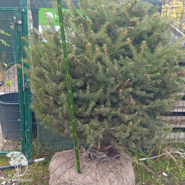 Ель голубая сформированная Шаром