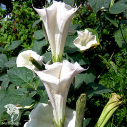 Датура Медея (дурман индийский, ослепительно белая) Евро