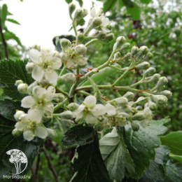 Амелосорбус Джека на штамбе