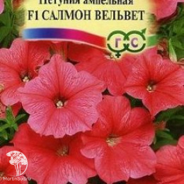 Петуния Салмон Вельвет (Сурфиния) ампельная