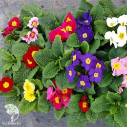 Примула бесстебельная Крупноцветковая смесь