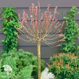 Ива тонкостолбиковая Маунт Асо на штамбе