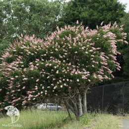 Каштан калифорнийский