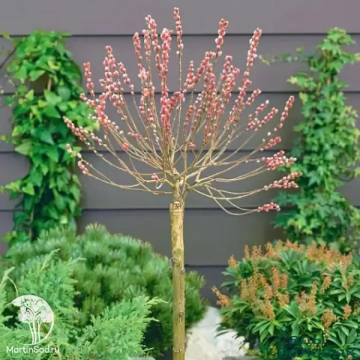 Фото Ива тонкостолбиковая Маунт Асо на штамбе