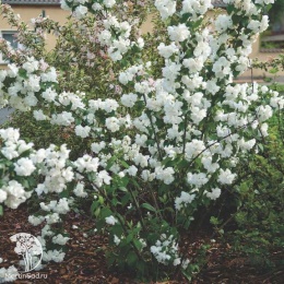 Чубушник венечный Вирджиналь