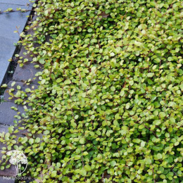 Мюленбергия Голден Гёрл