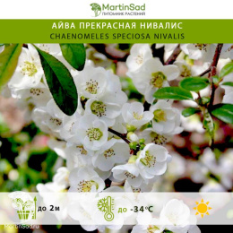 Айва прекрасная Нивалис