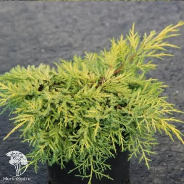 Фото Можжевельник средний пфитцериана Кинг оф Спринг