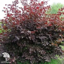 Фундук краснолистный