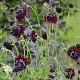 Скабиоза голубиная Барокко