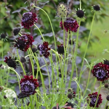 Фото Скабиоза голубиная Барокко