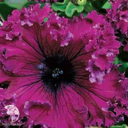 Петуния Кринолин пурпурный F1 Фриллитуния (серия Элитная клумба) бахромчатая