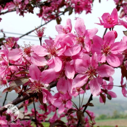 Яблоня декоративная Кокцинелла