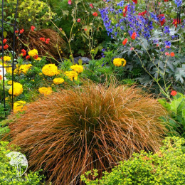 Осока кирпичная Прейри Фаер