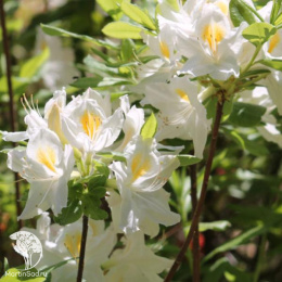 Азалия гибридная Персил