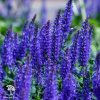 Salvia nemorosa Dwarf Blue Queen Шалфей дубравный Блю Квин фото 2 