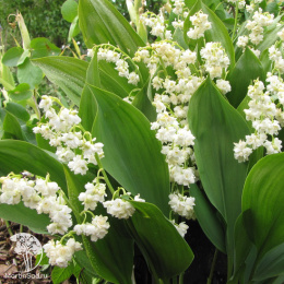  Ландыш майский Пролификанс махровый