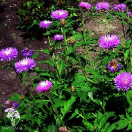 Василёк подбеленный Брайт Роуз