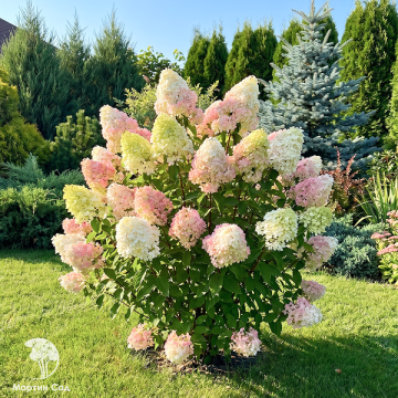 Фото Гортензия метельчатая Мега Перл