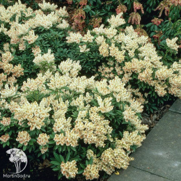 Пиерис японский Дебютант