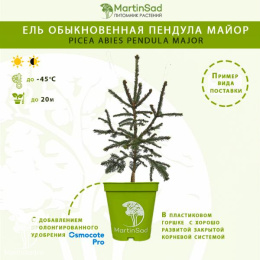 Ель обыкновенная Пендула Майор