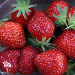 Клубника ремонтантная Мара Де Буа