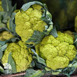 Капуста цветная Грин Шторм F1
