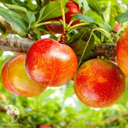 Шарафуга Белая