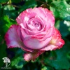 Роза чайно-гибридная Дип Ватэ фото 2 