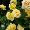 Роза чайно-гибридная Кэндллайт фото 4 