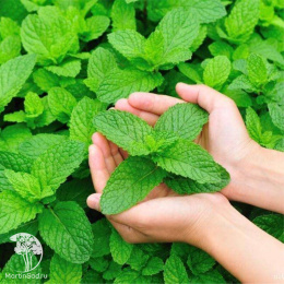 Мелисса лекарственная Махито