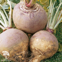 Брюква Красносельская