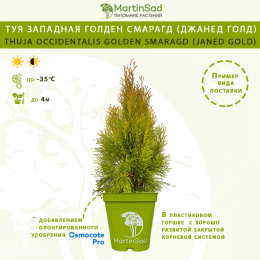 Туя западная Голден Смарагд (Джанед Голд)