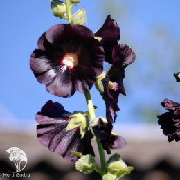 Шток-роза Мулатка