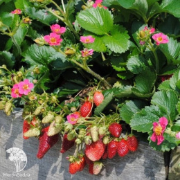 Земляника садовая Тристан