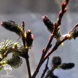 Ива тонкостолбиковая Куроме на штамбе