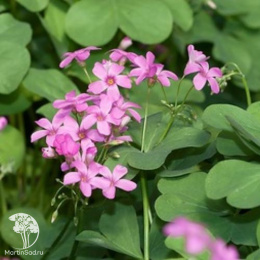 Синюха ползучая Пинк Бьюти