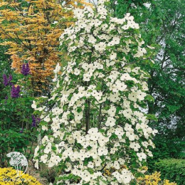 Дёрен наттелла Эддис Вайт Вандер