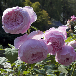 Роза Английская Спирит оф Фридом