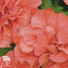 Петуния Дуо персиковый F1 лососево-розовая (серия Розовые сны) махровая